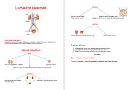 Schema apparato Escretore
