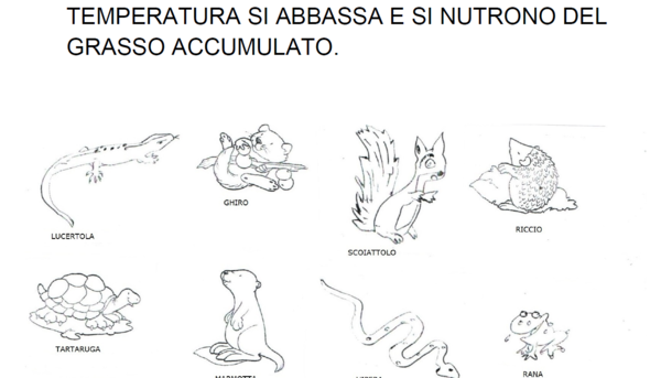 IL REGNO ANIMALE, SCUOLA PRIMARIA, CLASSE SECONDA, SCIENZE.
