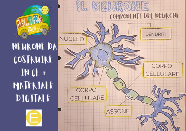 UN NEURONE DA COSTRUIRE IN COOPERATIVE LEARNING