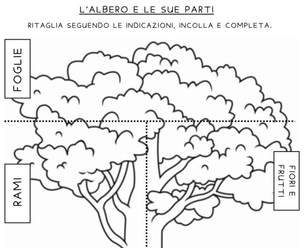 L'albero e le sue parti