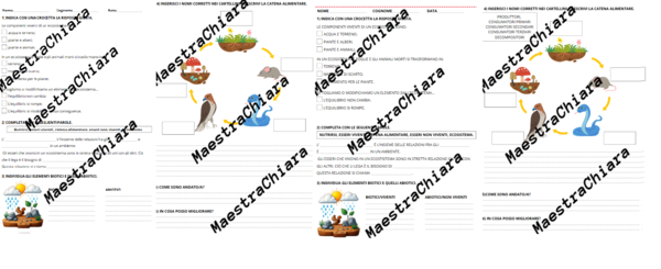 Verifica o esercitazione sugli ecosistemi e la catena alimentare classe terza in minuscolo e in stampato maiuscolo semplificata.
