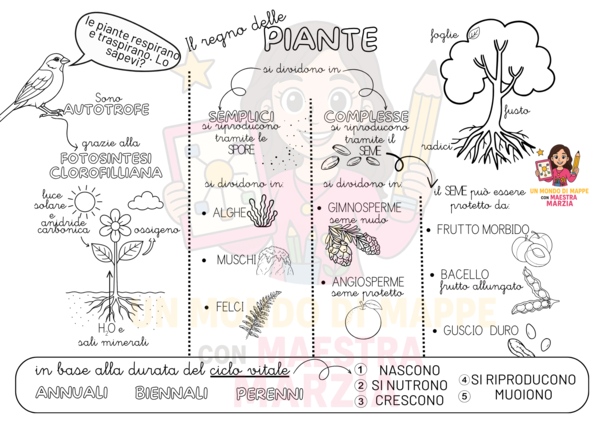 IL REGNO DELLE PIANTE