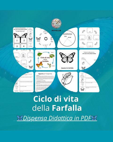 🦋 Il Ciclo di Vita della Farfalla - Dispensa Didattica in PDF 🦋
