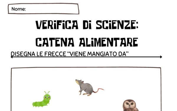 Verifica di scienze: la catena alimentare