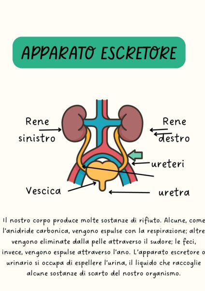 apparato circolatorio