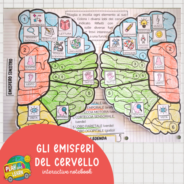 IL CERVELLO - INTERACTIVE NOTEBOOK