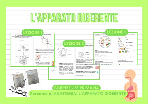 Apparato Digerente – Percorso di Scienze (PDF con lezioni e schede)
