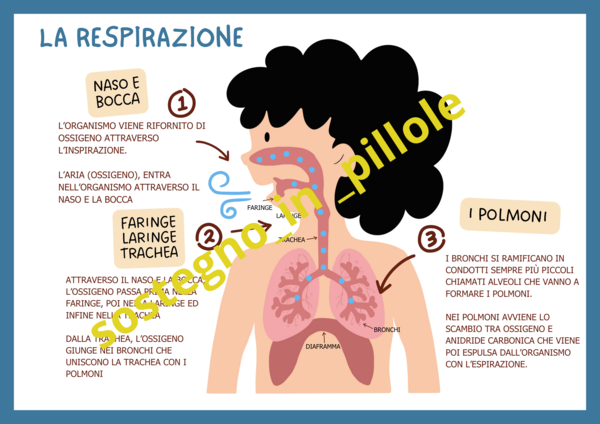 LA RESPIRAZIONE