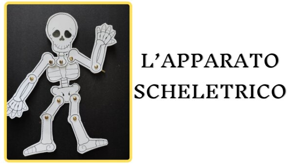 IL SISTEMA SCHELETRICO: videolezione facile + modellino da scaricare