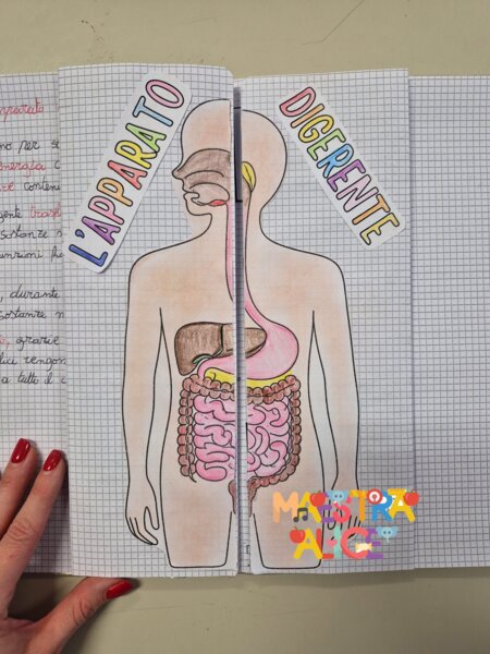 L'APPARATO DIGERENTE