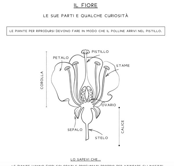 Il fiore e le sue parti