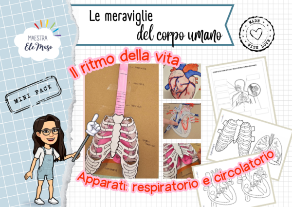 Il Ritmo della Vita: Kit Interattivo 3D Apparato Respiratorio e Circolatorio (Scuola Primaria)