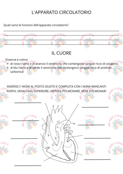 Prova di verifica sull'apparato circolatorio per classe quinta primaria