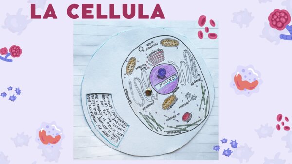 Le parti principali della cellula: ruota da costruire