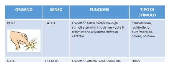 Organi di senso