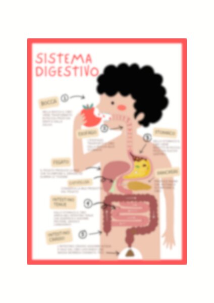 Il sistema digestivo spiegato con le immagini