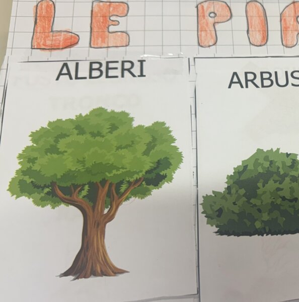Piante