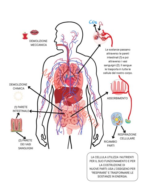 APPROCCIO SISTEMICO AGLI APPARATI DEL CORPO UMANO