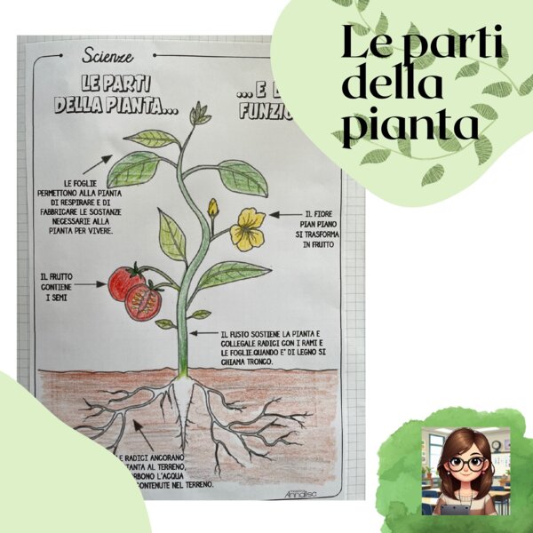 Le parti della pianta e loro funzioni