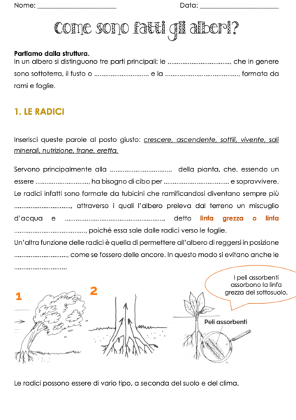 Come sono fatti gli alberi