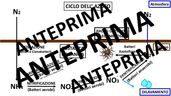Ciclo dell'Azoto