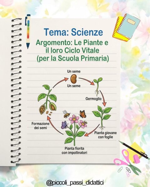 Il Ciclo delle piante