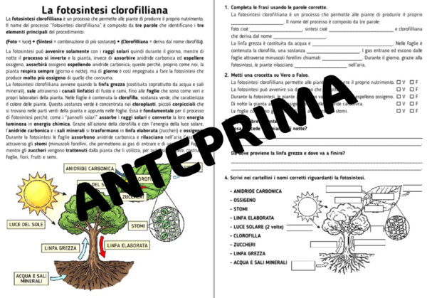 LA FOTOSINTESI CLOROFILLIANA CON ESERCIZI - CLASSI TERZA E/O QUARTA - SCUOLA PRIMARIA