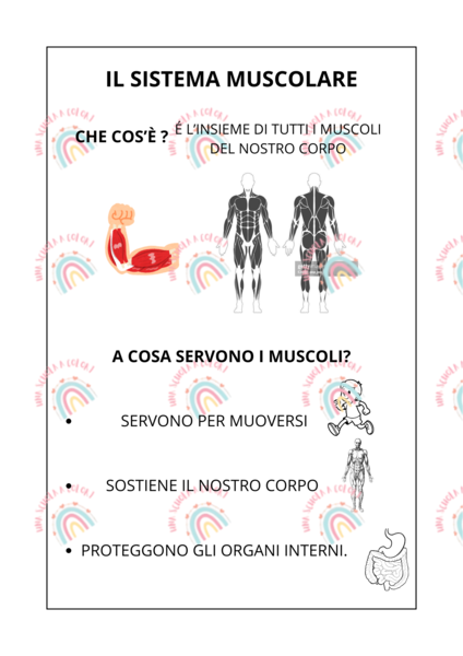 sistema muscolare schemi
