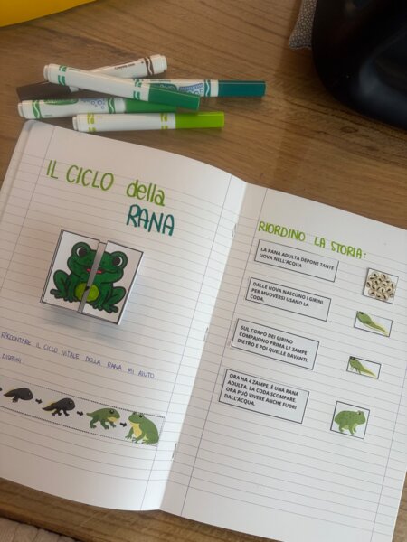Il ciclo della rana, lapbook ed attività