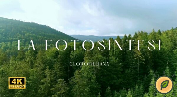 “La Magia della Fotosintesi 🌞🍃: Come le Piante Creano il Loro Cibo!” video con voce narrante