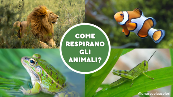 Animali Come Respirano