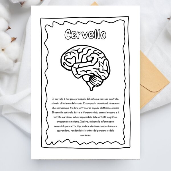 Organi del corpo umano - Poster da colorare
