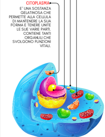 LA CELLULA ANIMALE E VEGETALE