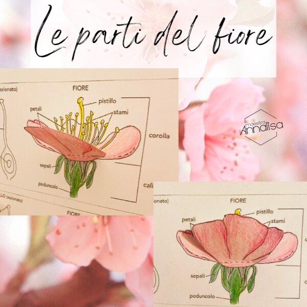 Le parti del fiore