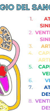 IL VIAGGIO DEL SANGUE