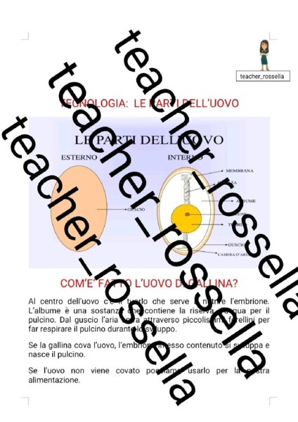 Le parti dell'uovo