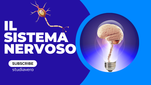 Video educativi - sistema nervoso