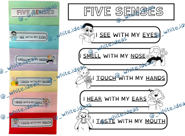 Five senses - Cinque sensi – Scuola Primaria English