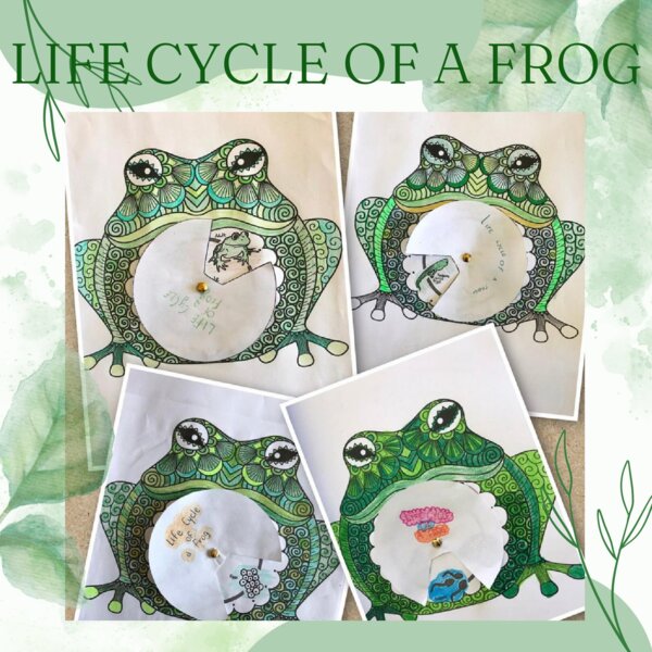 Life cycle of a frog_ruota da costruire