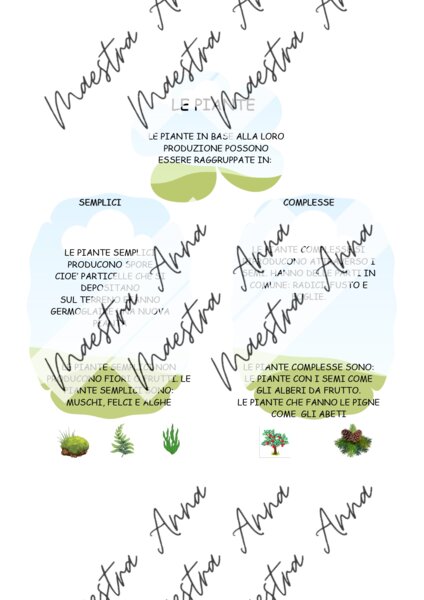 Le piante: mappa concettuale e verifica – Scienze primaria