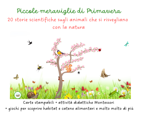 Animali della Primavera – Carte Montessori con Schede Scientifiche e Attività di Classificazione- classi 1/2 e scuola dell'infanzia