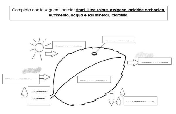 Verifica alberi