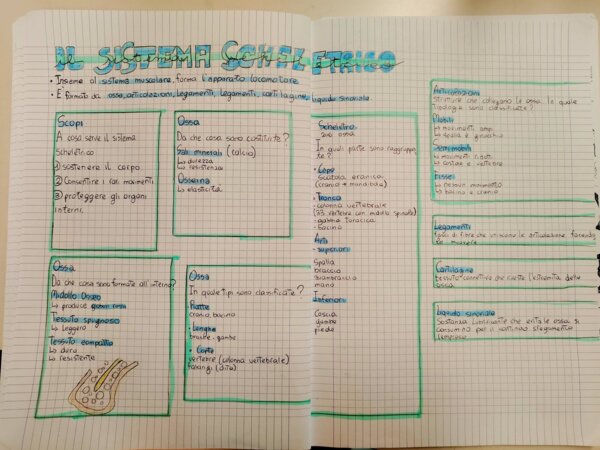 Il sistema scheletrico