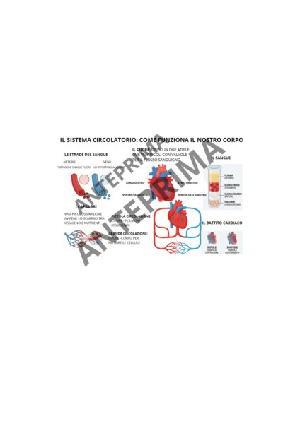 Il Sistema Circolatorio: Mappa Concettuale Completa + Schede