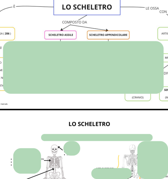 APPARATO SCHELETRICO: LO SCHELETRO