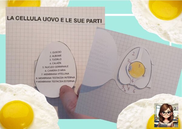 La cellula uovo e le sue parti: schede teoriche e modellino da costruire