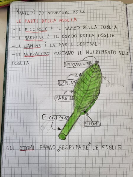 LE PARTI DELLA FOGLIA