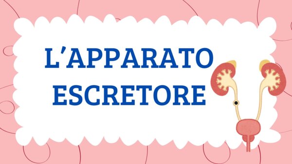 L'APPARATO ESCRETORE - QUADERNO DI SCIENZE CL. 5^ -