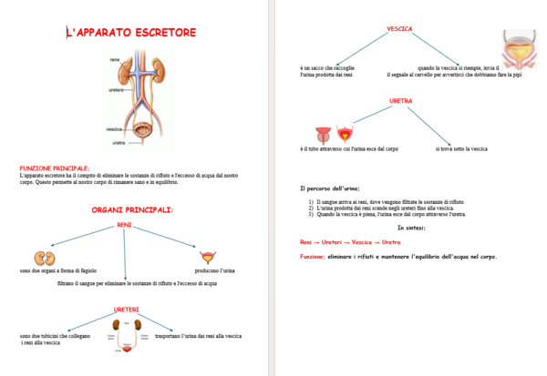 Schema apparato Escretore