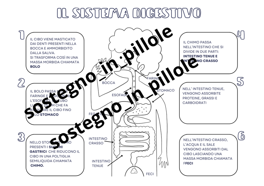 Il corpo umano e la digestione